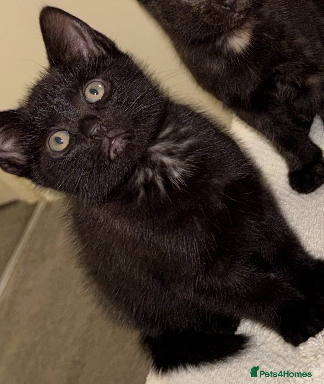 British Shorthair cats for sale: 3 beautiful kittens looking for there forever home - Image 4