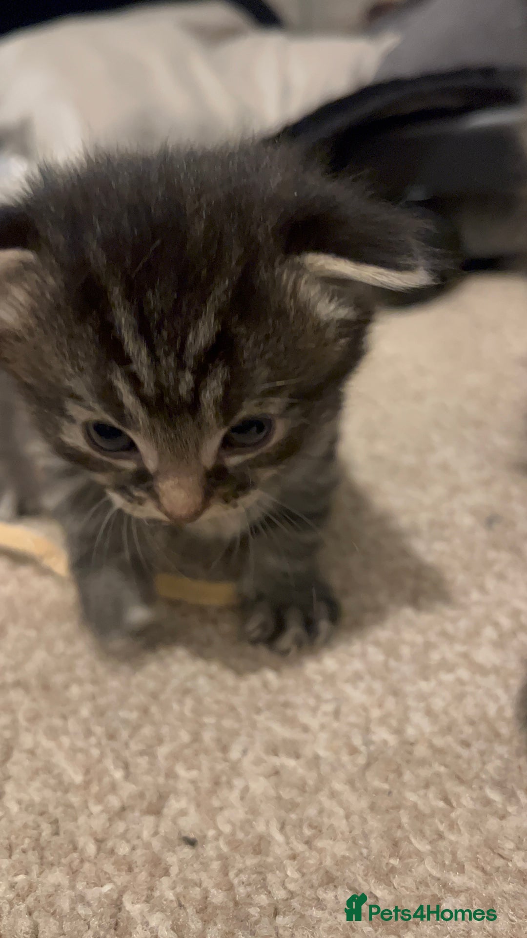 Mixed Breed cats for sale: 4 beautiful kittens 2 female 2 male - Advert 13