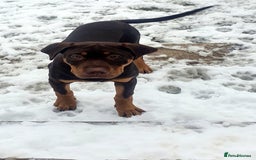 Mixed Breed dogs for sale: Female mixed breed  - Image 5