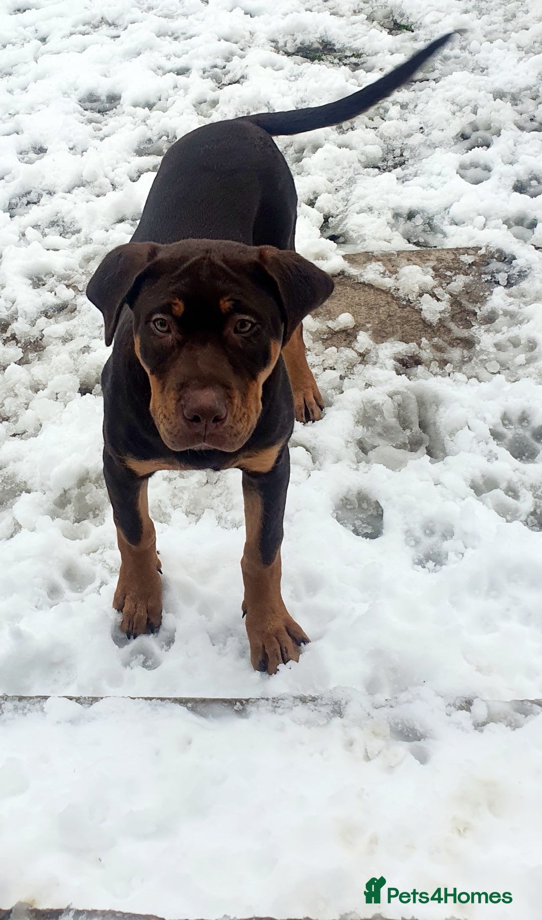 Mixed Breed dogs for sale: Female mixed breed  - Image 5