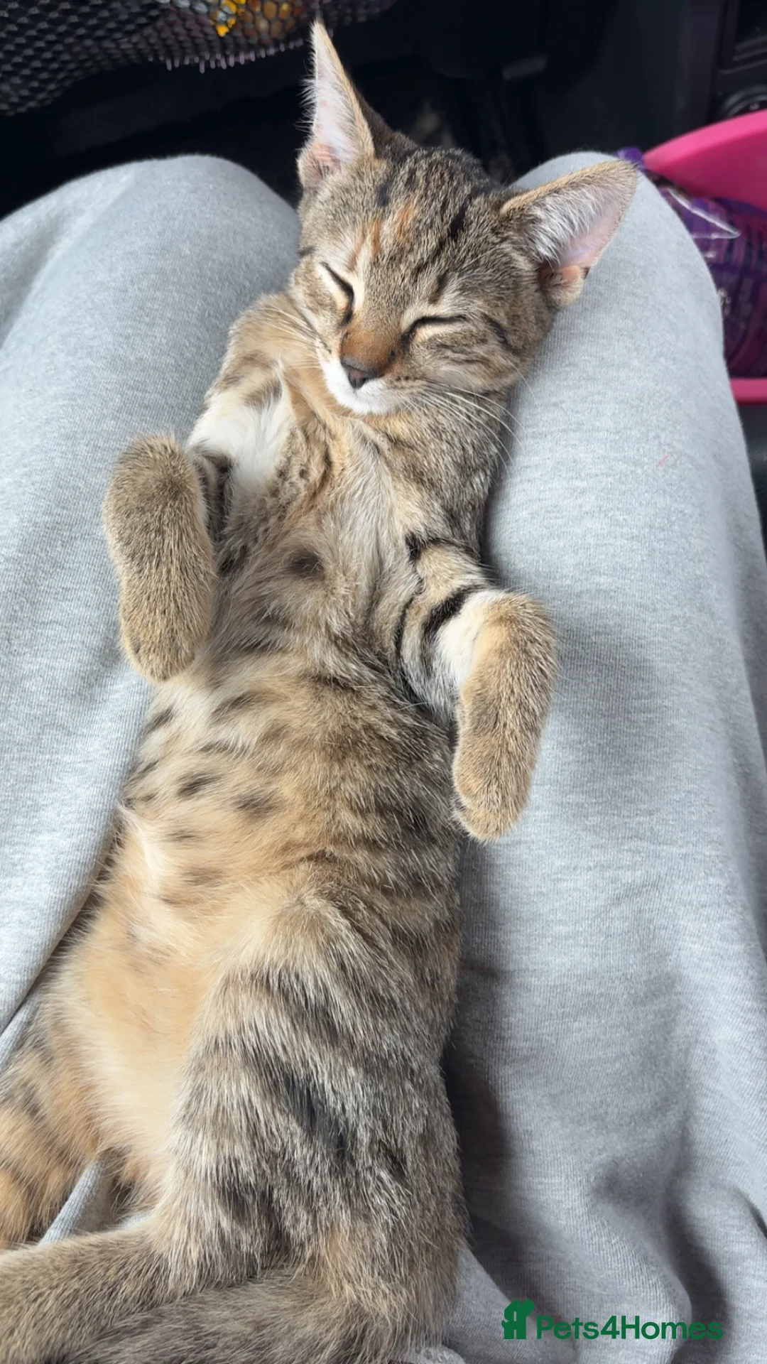 Domestic Shorthair cats for sale: Kitten for sale  in Wymondham - Advert 2