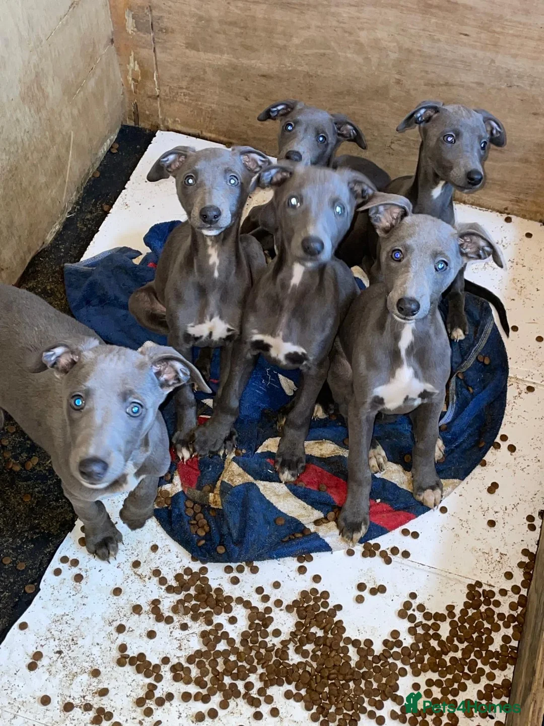 Whippet dogs for sale: Blue whippet pups  - Advert 1
