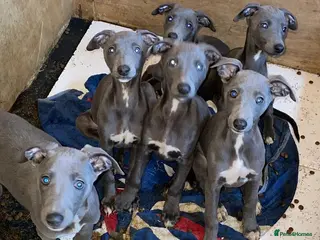 Whippet dogs Blue whippet pups - Advert 3