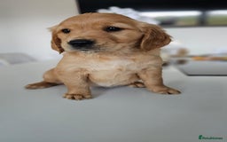 Golden Retriever dogs for sale: Golden Retriever Puppies  - Image 20