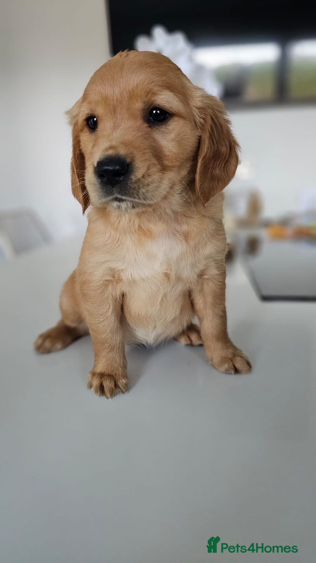 Golden Retriever dogs for sale: Golden Retriever Puppies  - Image 20
