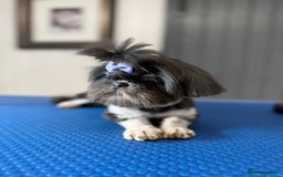 Shih Tzu dogs for sale: Blue and tan imperial Shihtzu girl for sale  - Advert 1