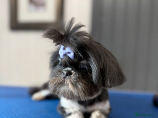 Shih Tzu dogs Blue and tan imperial Shihtzu girl for sale - Advert 12