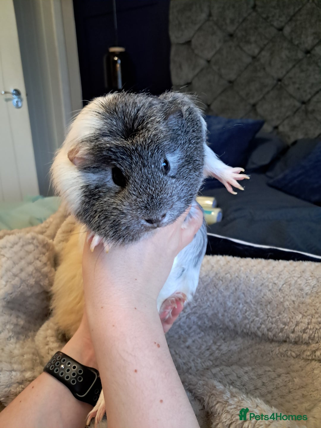 Guinea Pig rodents for sale: Two females and full set up - Advert 3