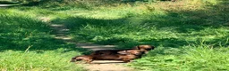 Miniature Dachshund dogs for sale: KC PRA Clear Champion Line Dapple Mini Dachshunds  - Advert 18