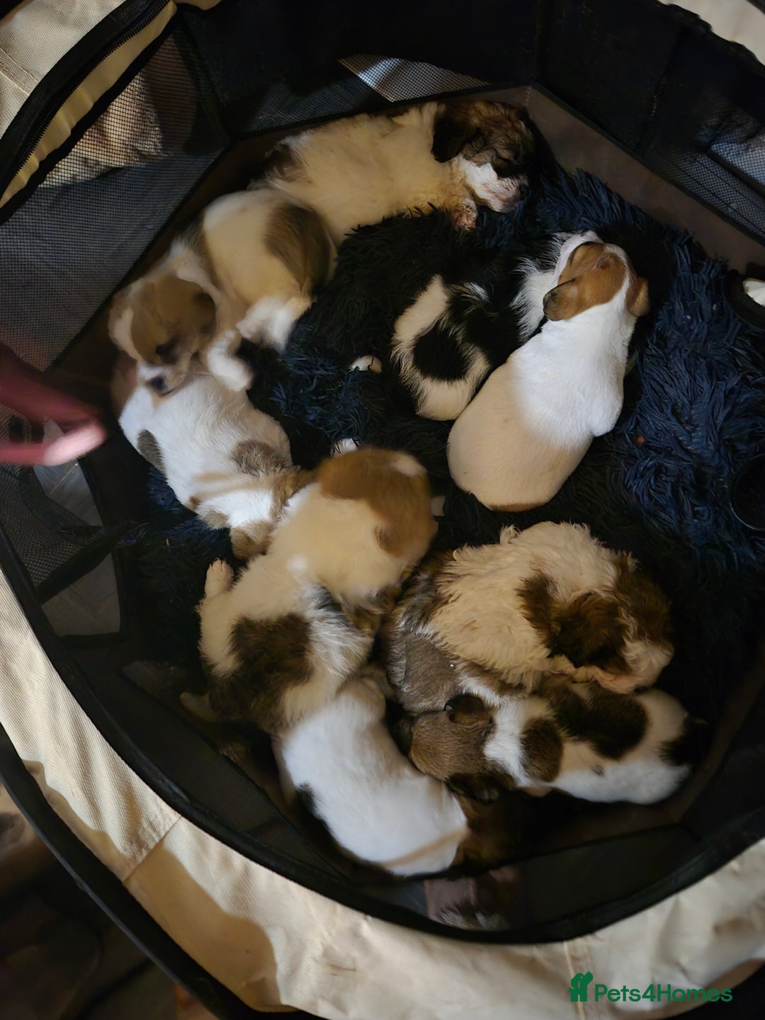 Mixed Breed dogs for sale: Puppies  - Advert 10