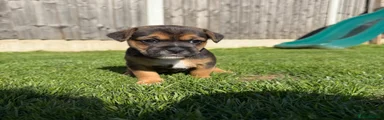 Mixed Breed 3