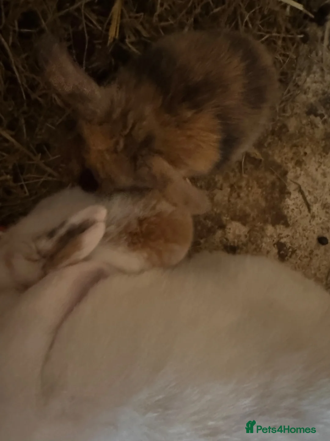 Mini Lop rabbits for sale: 3 week old mini lops  in Shepton Mallet - Advert 7