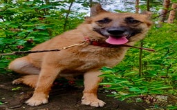 German Shepherd dogs for adoption: Zhulia: The Puppy Who Refused to Die - Image 3