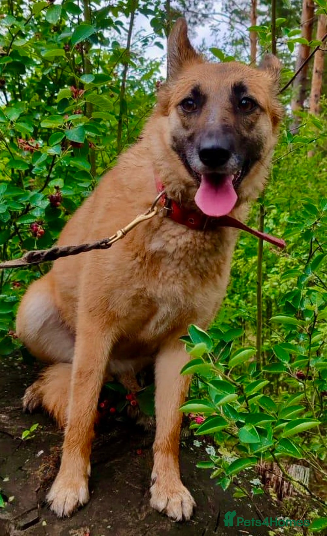 German Shepherd dogs for adoption: Zhulia: The Puppy Who Refused to Die - Image 3