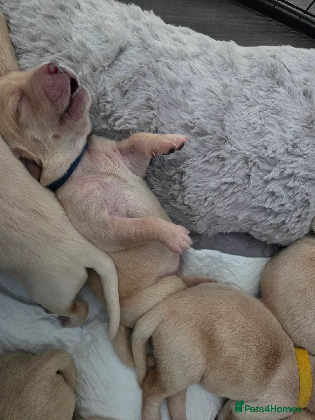 Goldador dogs for sale: Goldador Puppies – Show & Working Lines in Perth - Advert 9