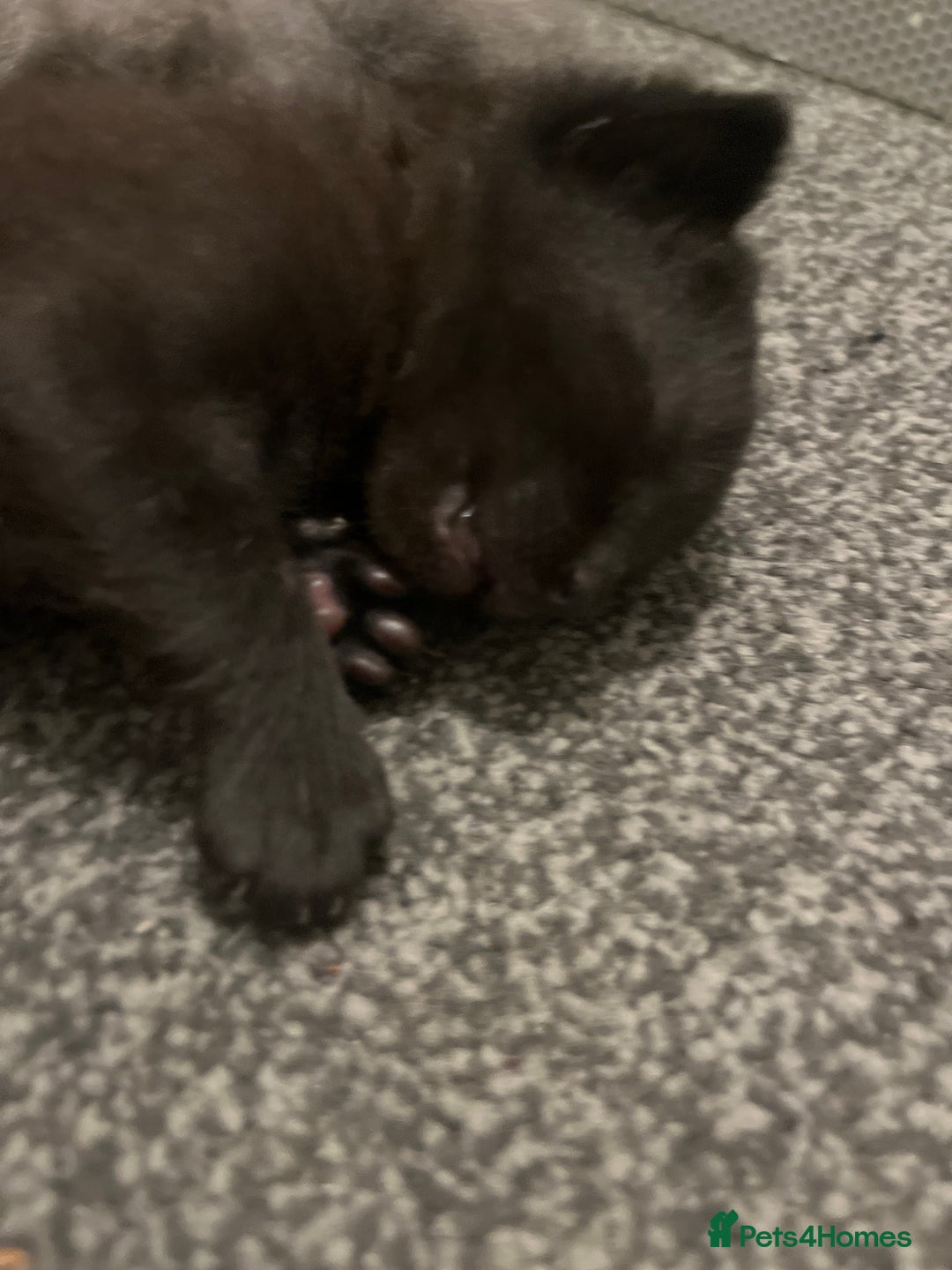 Mixed Breed cats for sale: Available soon  - Advert 4