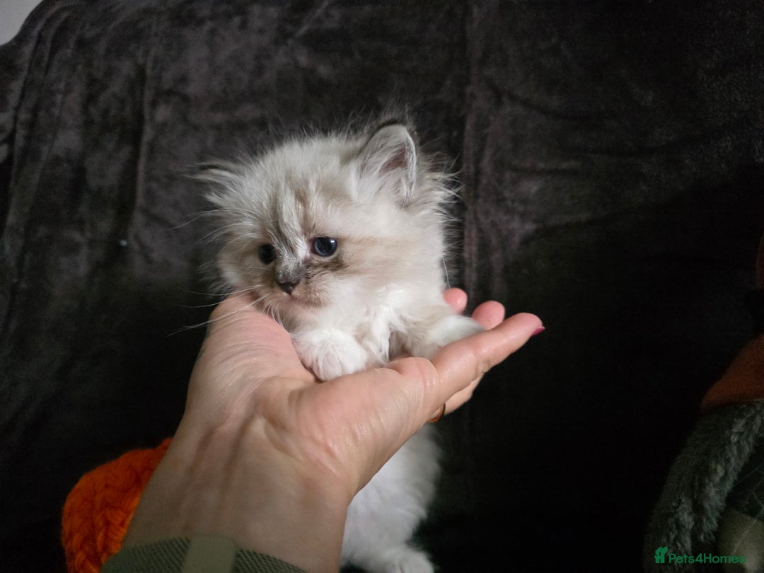 Siberian cats for sale: Champion blood, 5Generation pedigree kittens - Image 6