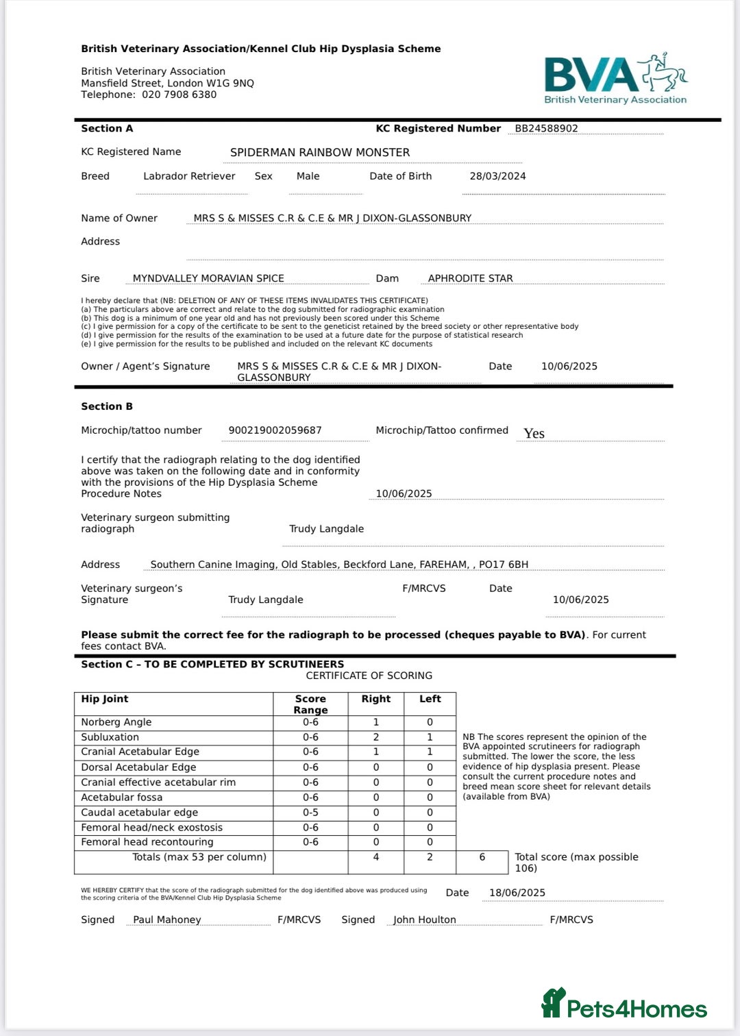 Labrador Retriever dogs for sale: Plump little Red Labrador Puppies! - Image 4