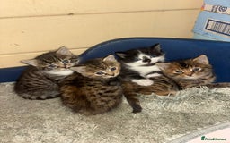 British Longhair cats for sale: Kittens for sale  - Image 1
