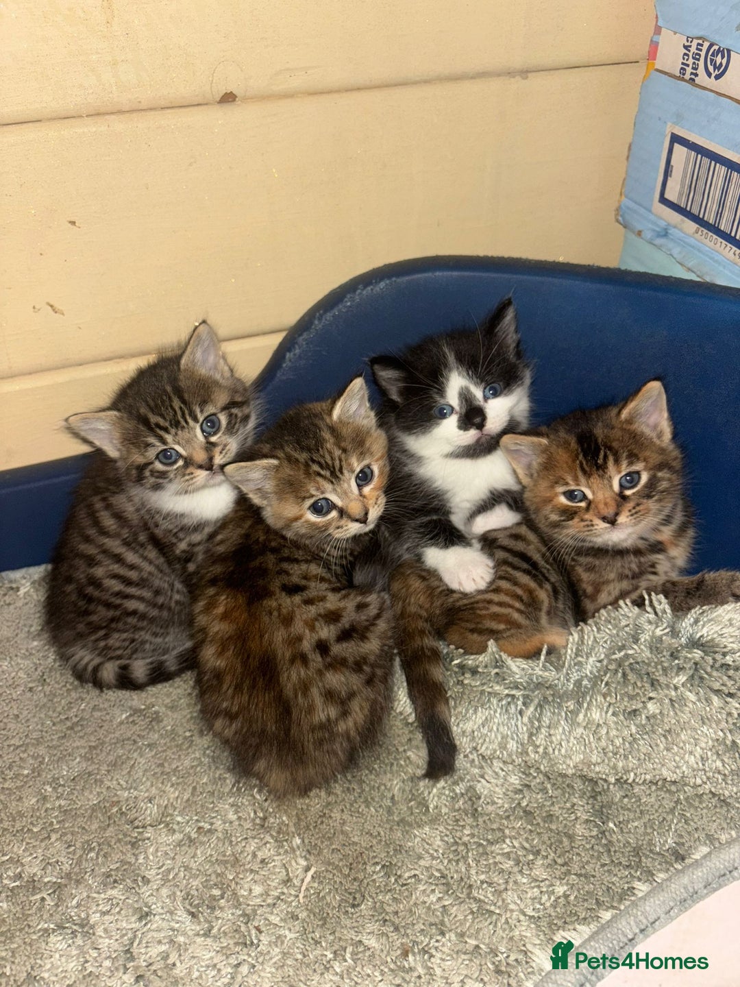 British Longhair cats for sale: Kittens for sale  - Image 1