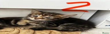 Blonde tabby 2