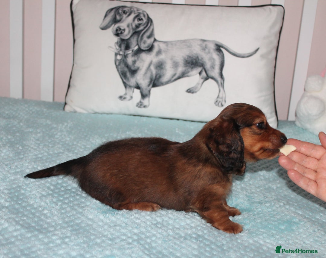 Dachshund dogs for sale: BEAUTIFUL KC REG MINI LONGHAIRED PUPPIES - Image 8