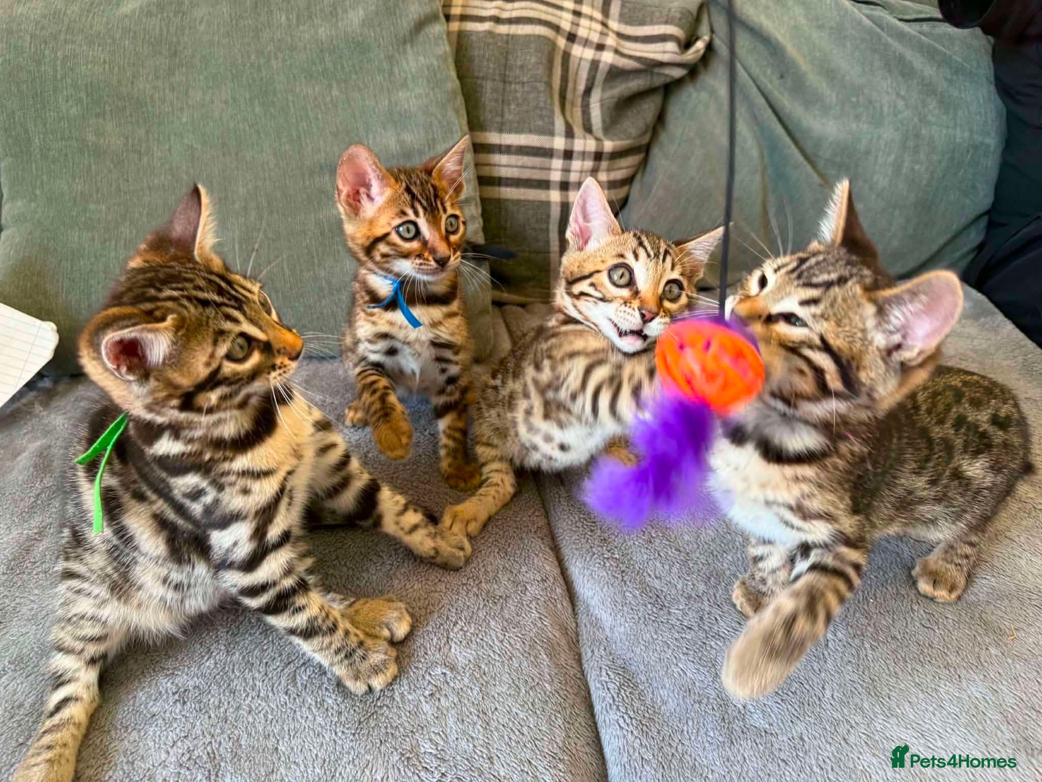 Bengal cats for sale: TICA Rare Snow & Charcoal carrying Bengal kittens! - Advert 20