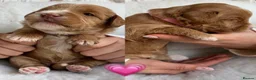 Australian Labradoodle dogs for sale: Miniature Australian Labradoodle Puppies - Advert 11