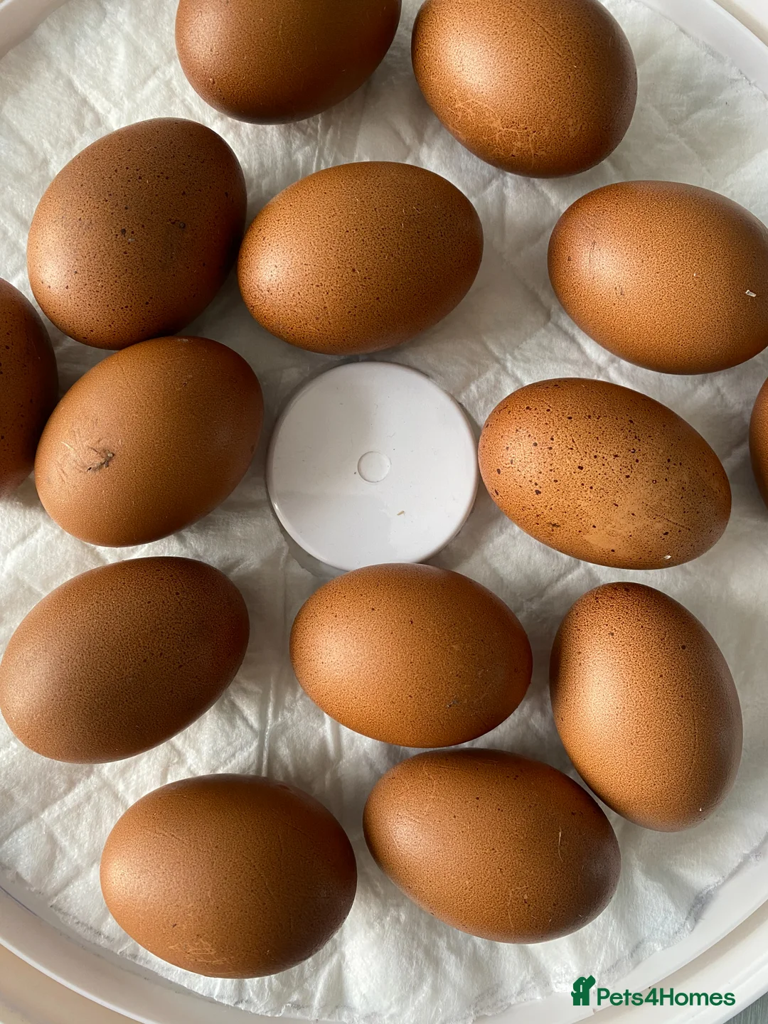 Chickens poultry for sale: LAYING HENS AND COCKEREL - Advert 3