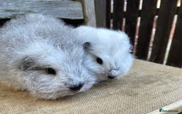 Guinea Pig rodents for sale: Two sows and two boars  - Image 4