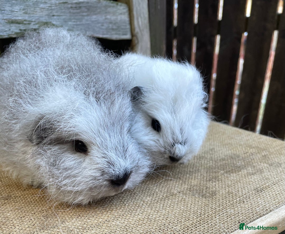 Guinea Pig rodents for sale: Two sows and two boars  - Image 4