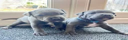 Staffordshire Bull Terrier dogs for sale: Pure Blue Staffordshire Bull Terrier Puppy  - Advert 4