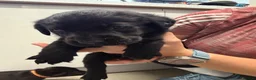 Labrador Retriever dogs for sale: Chunky black Labrador pups 💕 - Advert 4