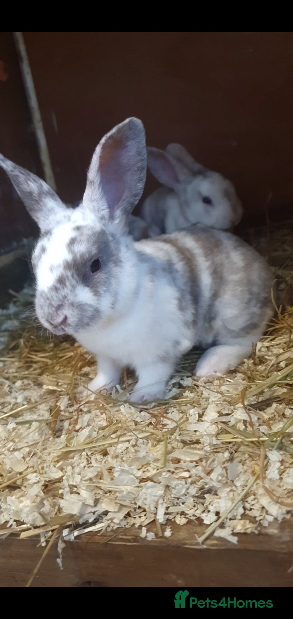 Rex rabbits for sale: Mini rex babies  - Advert 2