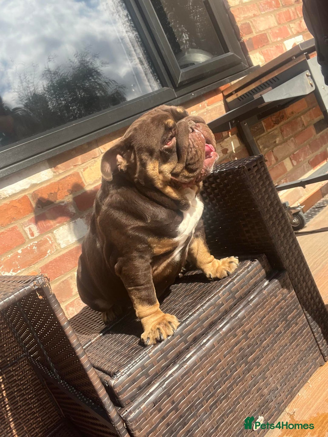 English Bulldog dogs for stud: Carlton - English Bulldog stud KC registered  - Advert 9