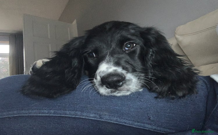 English Springer Spaniel dogs - Advert 3