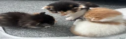 Domestic Shorthair cats for sale: 3 Kittens available  - Advert 2
