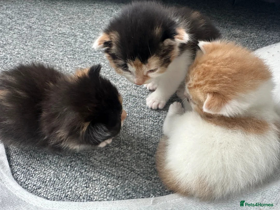 Domestic Shorthair cats for sale: 3 Kittens available  - Advert 2