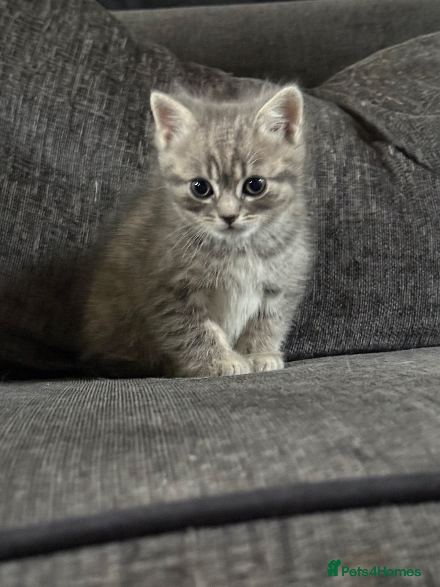 Mixed Breed cats 🐾 Beautiful British Shorthair Cross Kittens 🐾 - Advert 13