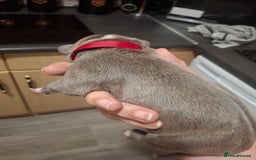 Staffordshire Bull Terrier dogs for sale: Staffordshire bull terrier puppies  - Image 12