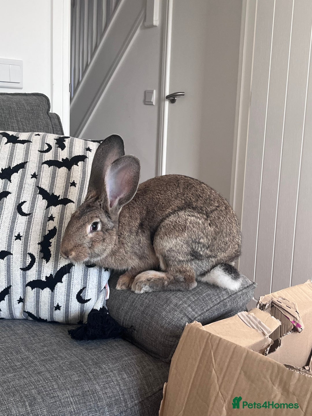 Continental Giant rabbits for sale: Sweet bun looking for a new home  - Advert 5