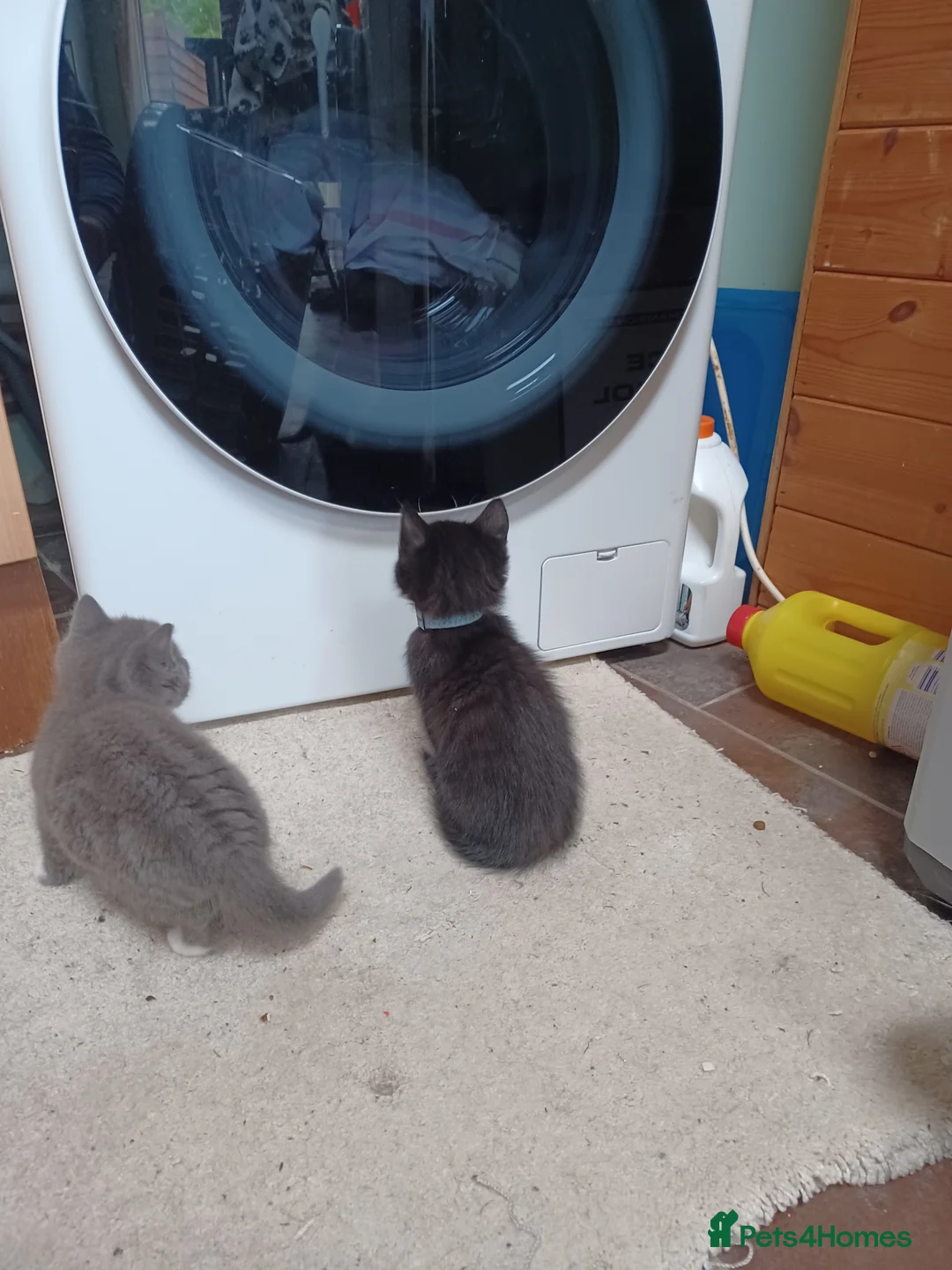 Mixed Breed cats for sale: Playful cuties wanting forever home  - Advert 1