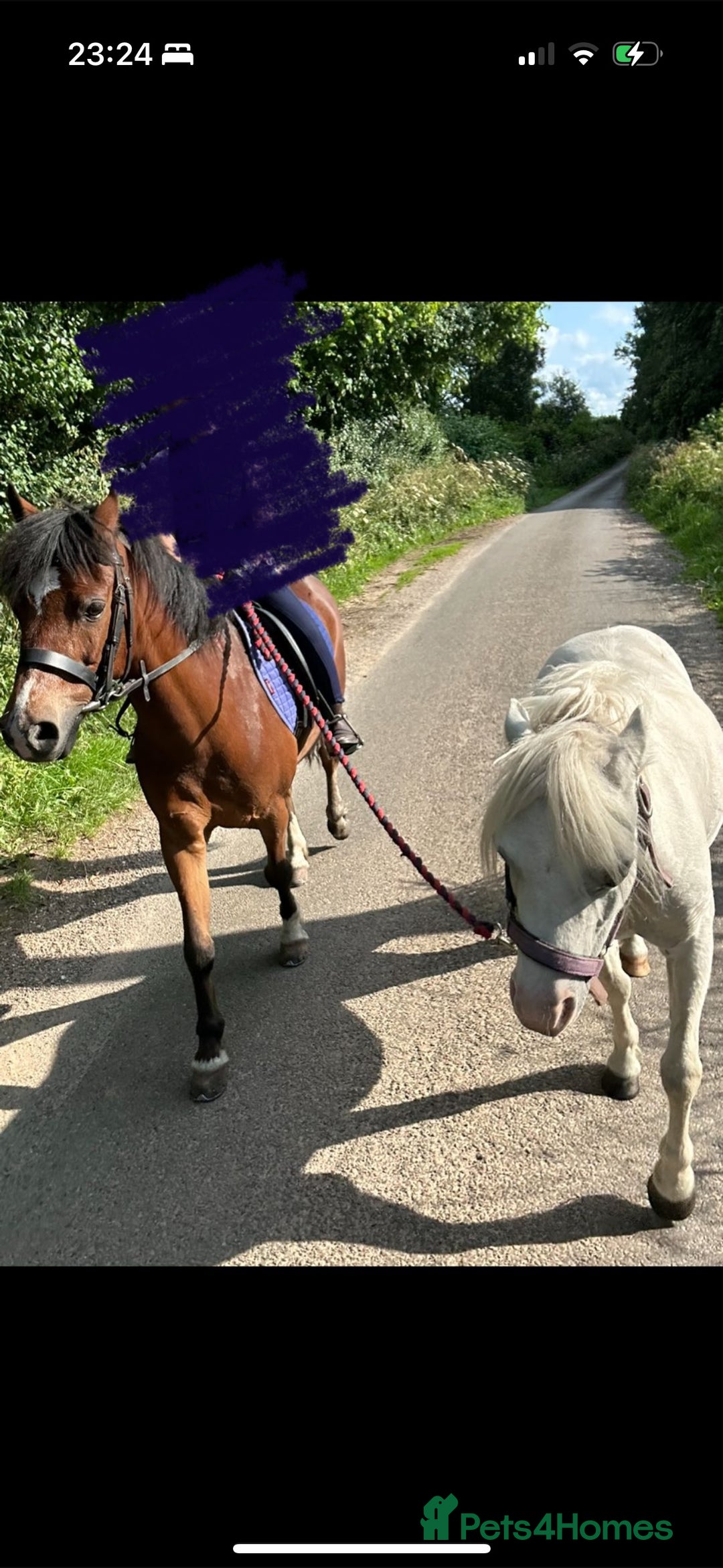 Welsh Section B horses for sale: Welsh part bred lead rein / confident first ridden - Advert 4