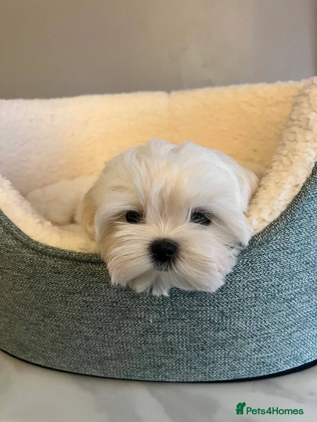 Maltese dogs for sale: Reduced price 💙Maltese cute puppies 💙 - Advert 2