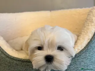 Maltese dogs 💙Maltese cute puppies 💙 - Advert 14