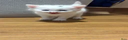 Mixed Breed cats for sale: WHITE BOY KITTEN - Advert 1