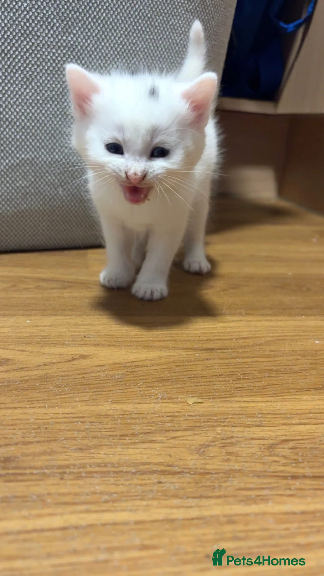 Mixed Breed cats for sale: WHITE BOY KITTEN - Advert 1