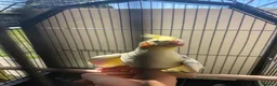 Cockatiels birds for sale: Cockatiels lutino mix and pied 12 weeks old - Advert 11