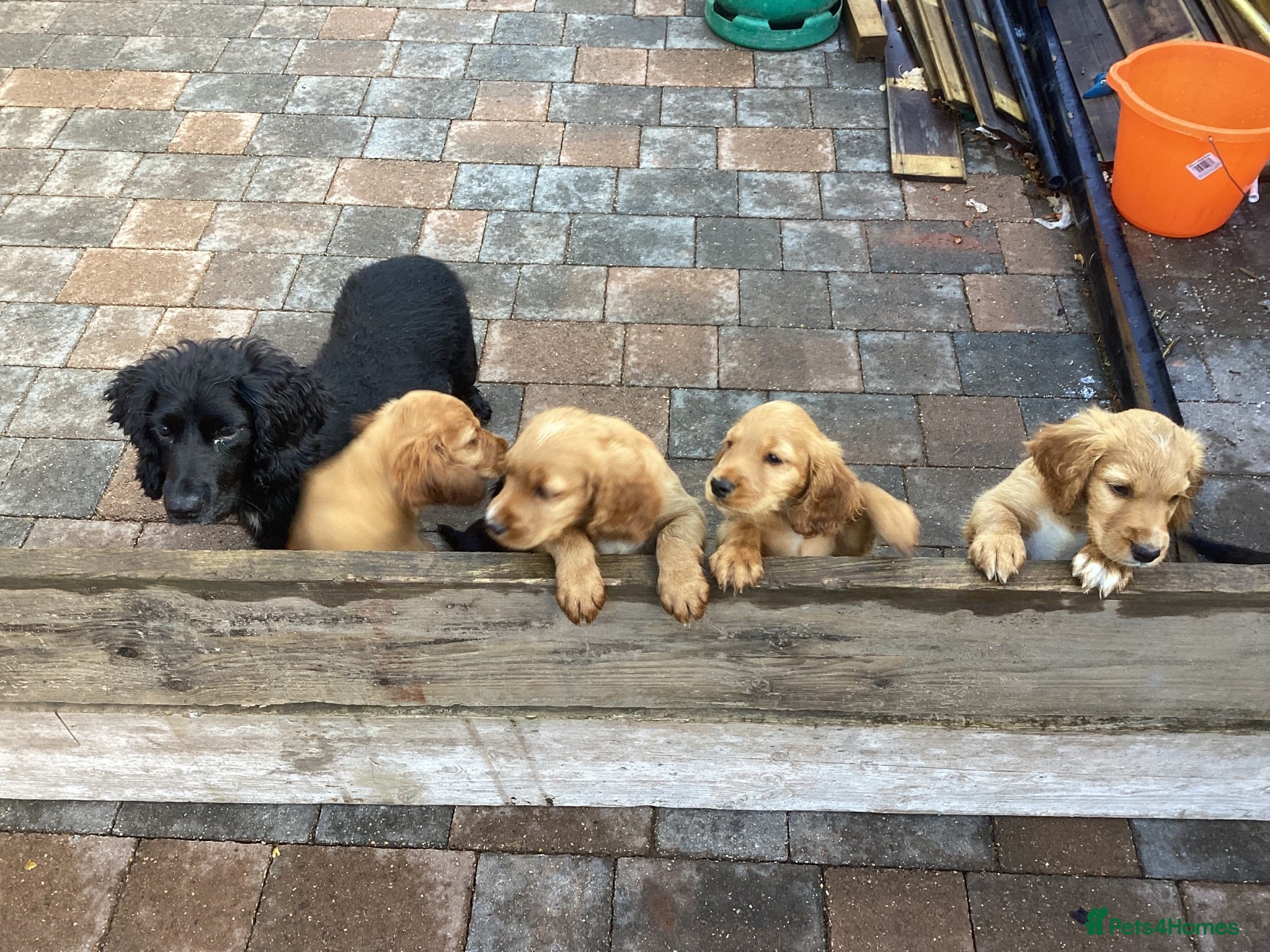 Cocker Spaniel dogs Cocker Spaniel - Advert 1