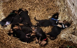 Huntaway dogs for sale: CHUNKY HUNTAWAY PUPPIES FOR SALE  - Image 16
